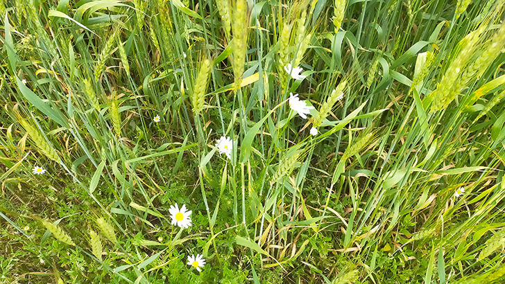 Фото В.Кузьмин (июль, 2025)