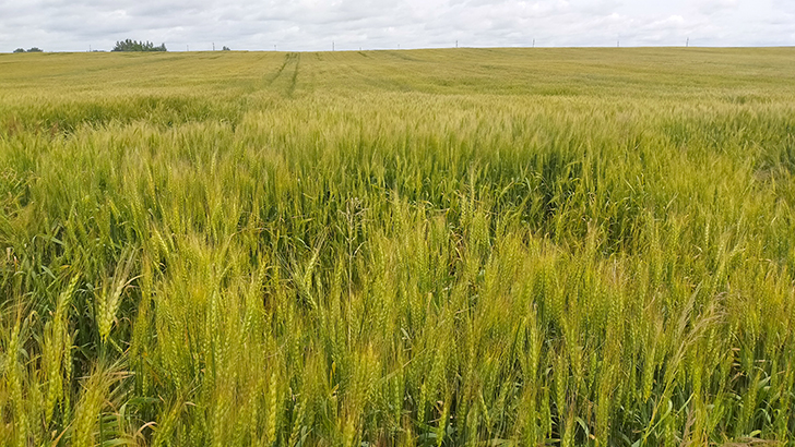 Фото В.Кузьмин (июль, 2025)