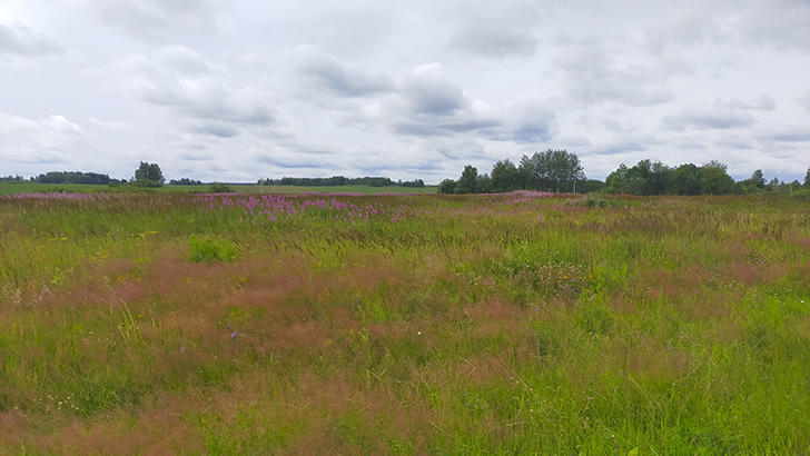 Фото В.Кузьмин (июль, 2025)