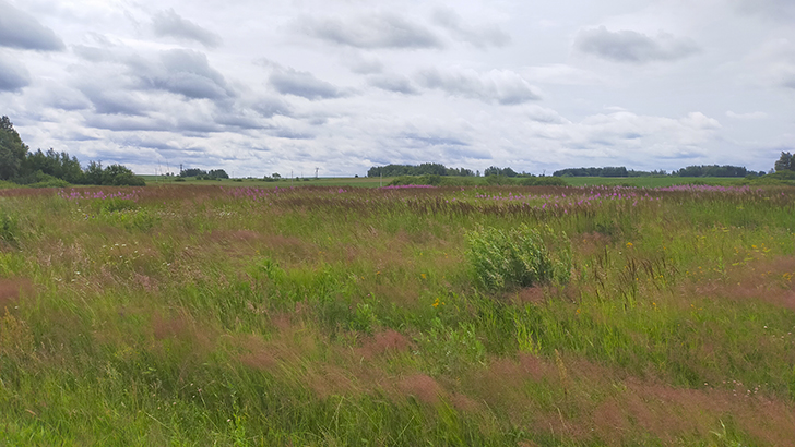 Фото В.Кузьмин (июль, 2025)