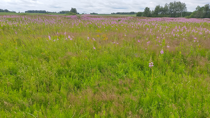 Фото В.Кузьмин (июль, 2025)