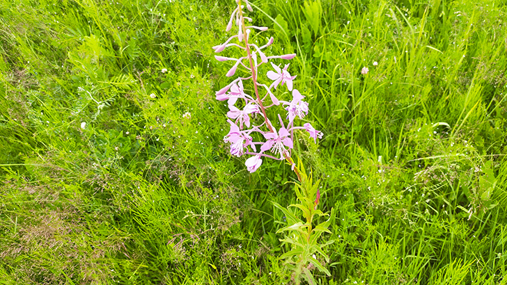 Фото В.Кузьмин (июль, 2025)
