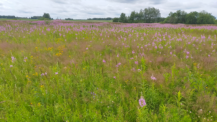 Фото В.Кузьмин (июль, 2025)