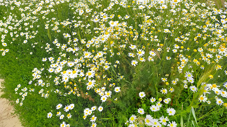 Фото В.Кузьмин (июль, 2025)