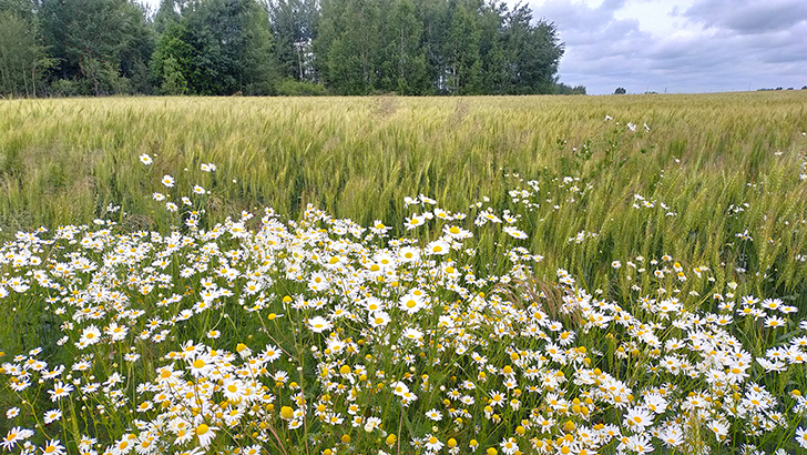 Фото В.Кузьмин (июль, 2025)