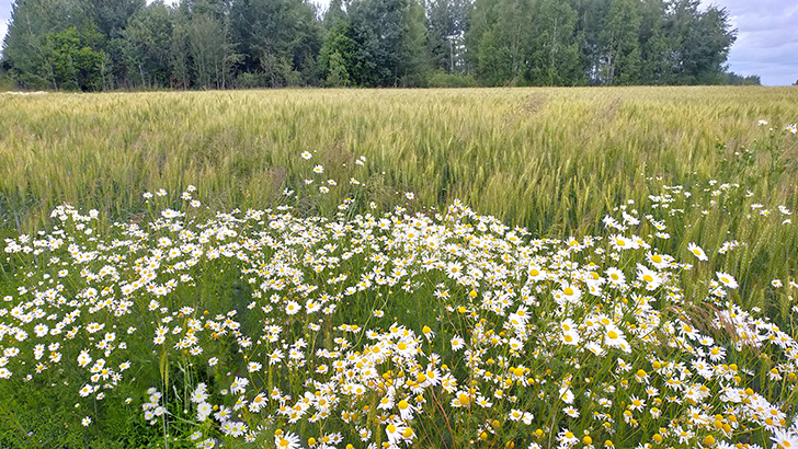 Фото В.Кузьмин (июль, 2025)