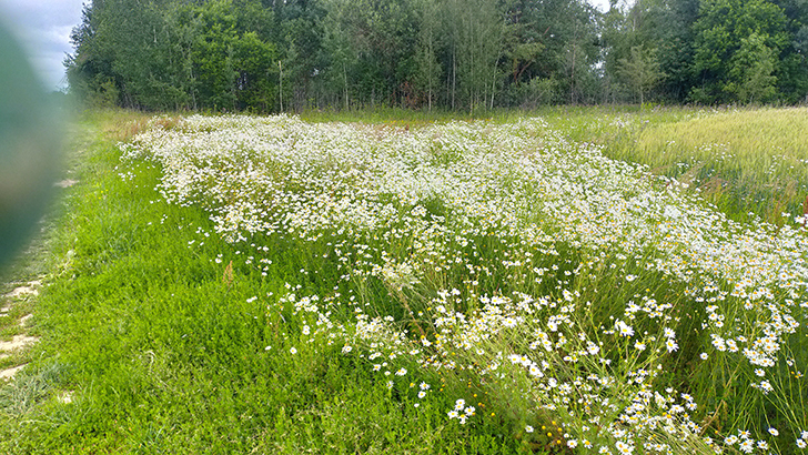 Фото В.Кузьмин (июль, 2025)