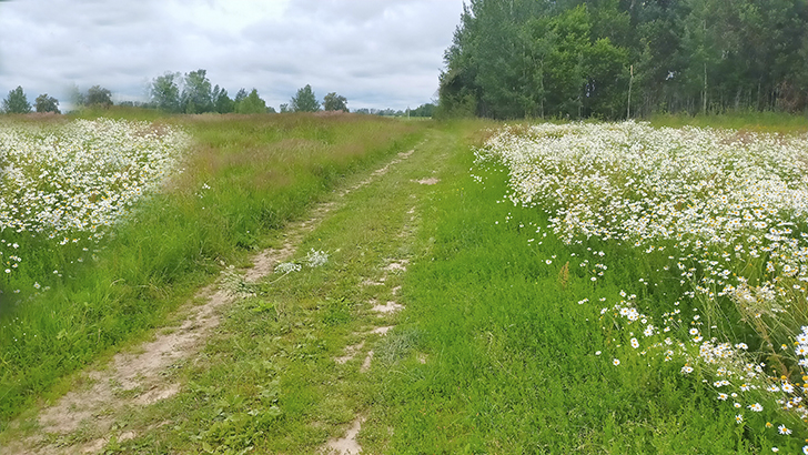 Фото В.Кузьмин (июль, 2025)