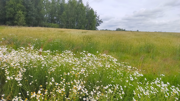 Фото В.Кузьмин (июль, 2025)