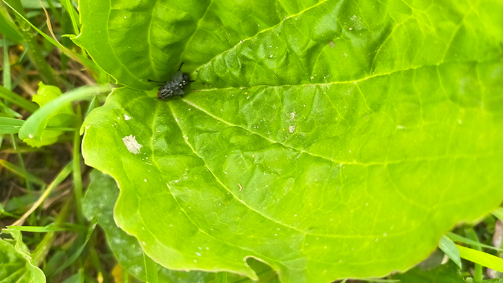 Фото В.Кузьмин (июль, 2025)