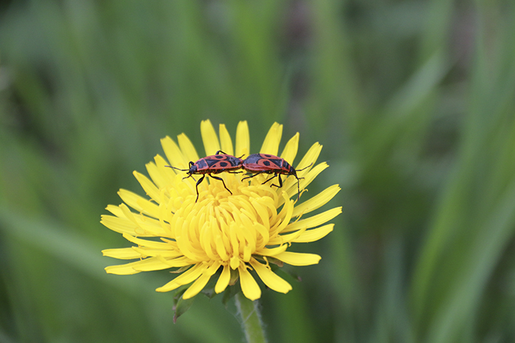 Фото В.Кузьмин (июль, 2025)