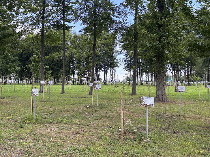 Парк Победы в Орле (фото Олег Д., июль, 2025)