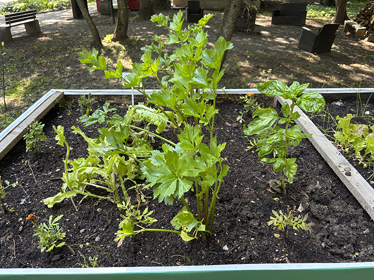 Путешествие в Рузу (фото Олег Д., июль, 2025)