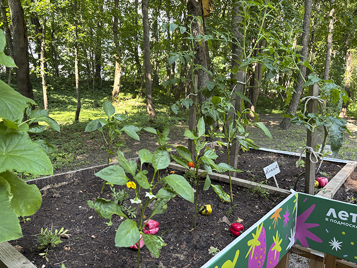 Путешествие в Рузу (фото Олег Д., июль, 2025)