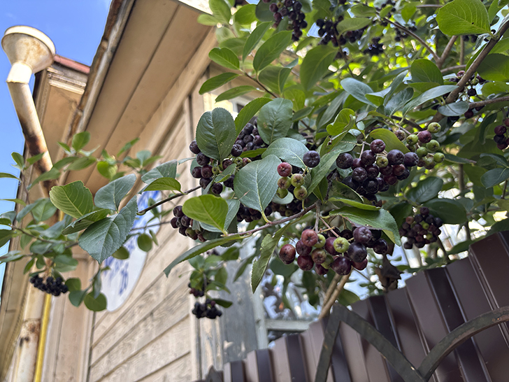 Путешествие в Рузу (фото Олег Д., июль, 2025)