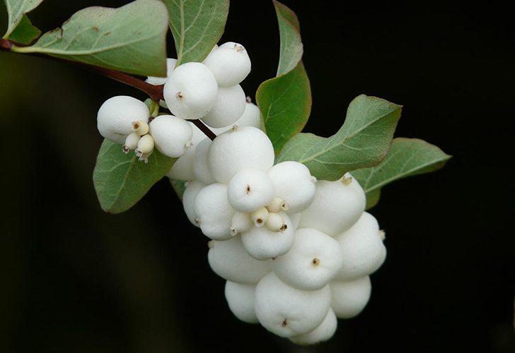 Плоды снежноягодника напоминают снежки