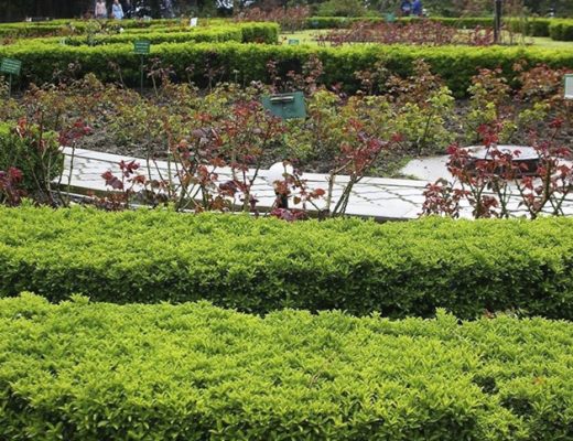 Низкие бордюры из бересклета японского мелколистного даже вблизи можно принять за самшитовые. Фото автора
