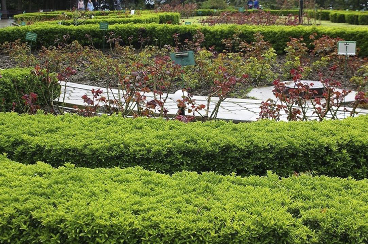 Низкие бордюры из бересклета японского мелколистного даже вблизи можно принять за самшитовые. Фото автора