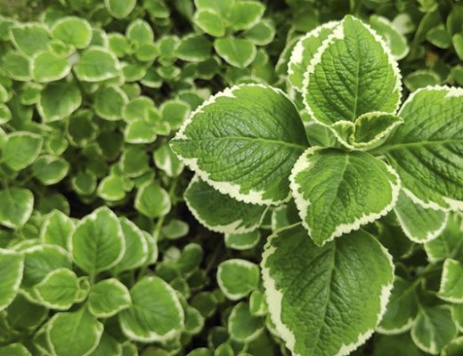 Плектрантусы прекрасно справляются с ролью сезонных растений открытого грунта