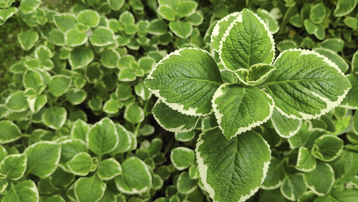 Плектрантусы прекрасно справляются с ролью сезонных растений открытого грунта