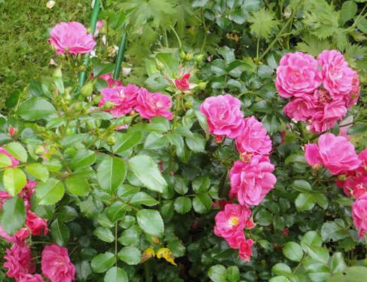 Многие сорта цветут все лето напролет, постоянно выпуская новые бутоны. На фото роза 'Palmengarten Frankfurt'. Фото автора