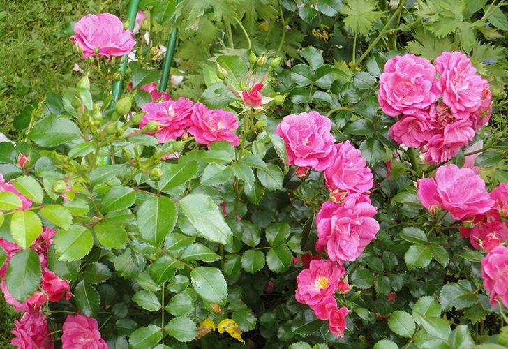 Многие сорта цветут все лето напролет, постоянно выпуская новые бутоны. На фото роза 'Palmengarten Frankfurt'. Фото автора