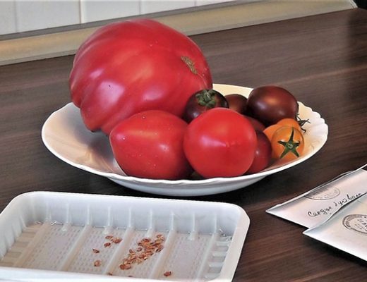 Заготовка семян томатов. Фото автора