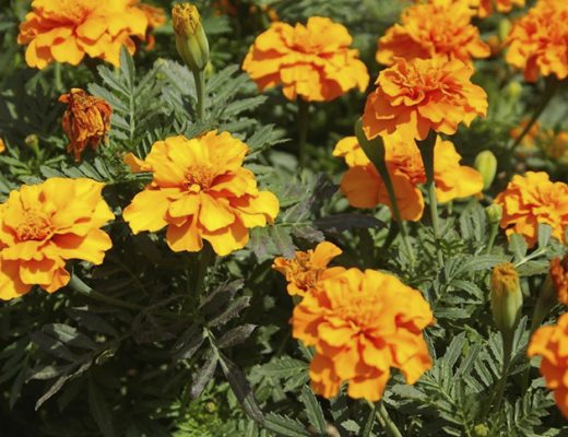 Бархатцы в рядах натуральных репеллентов. Фото автора