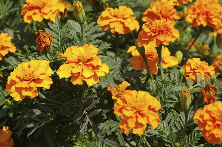 Бархатцы в рядах натуральных репеллентов. Фото автора