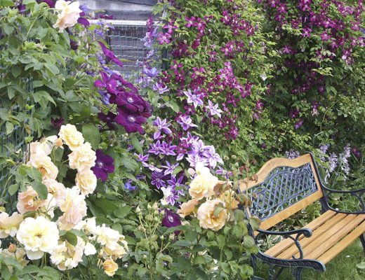 Выбирая клематисы, очень важно понимать, как будет выглядеть растение целиком, в полный рост