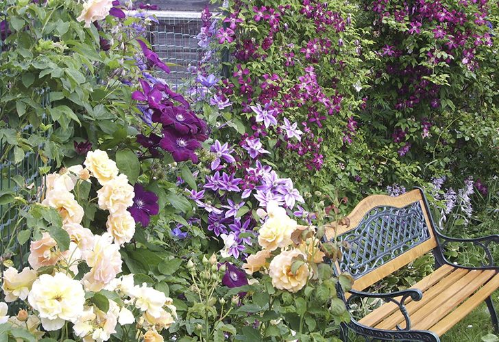 Выбирая клематисы, очень важно понимать, как будет выглядеть растение целиком, в полный рост