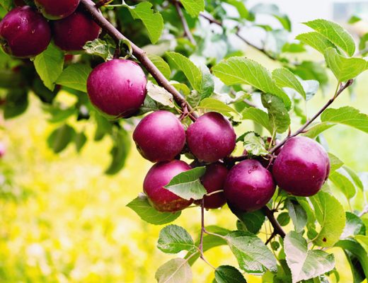 Яблоки сорта 'Спартан'