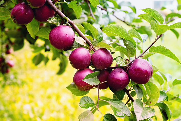 Яблоки сорта 'Спартан'