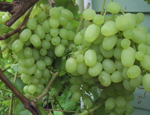 Виноград известен садоводам уже десять тысяч лет