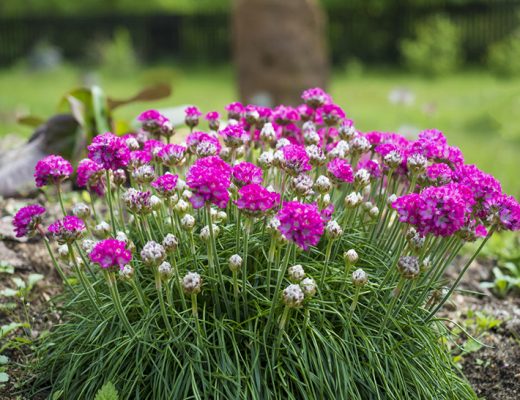 Чтобы армерия хорошо росла и обильно цвела, ее нужно часто делить