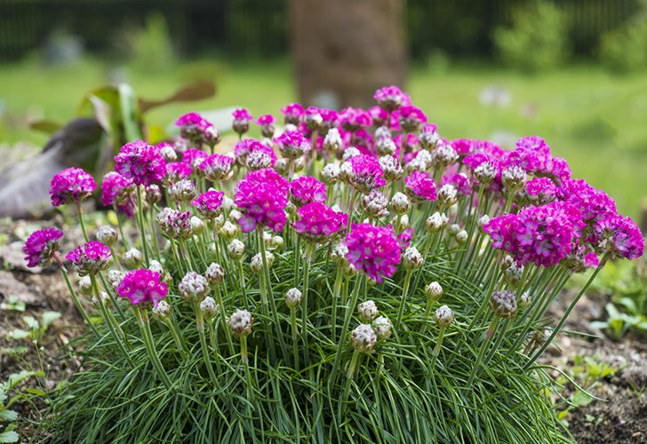 Чтобы армерия хорошо росла и обильно цвела, ее нужно часто делить