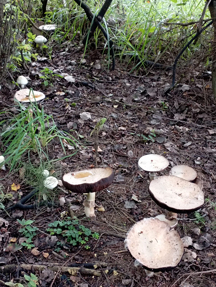 Открытие грибного сезона в д. Чернятино Клинского района (фото В.Молодцова, лето, 2025)