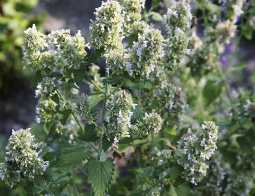 Котовник кошачий хорош в сиропах. Фото автора