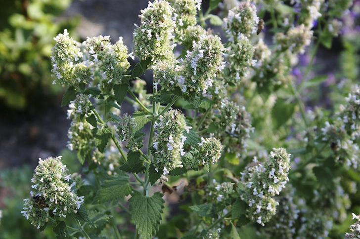 Котовник кошачий хорош в сиропах. Фото автора
