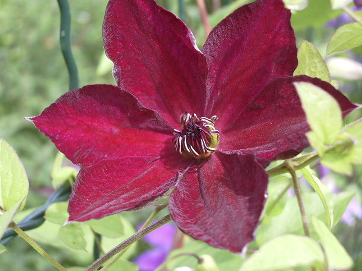 Клематис 'John Howells' ('Джон Ховеллс')