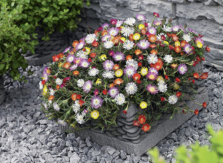 На «брутальном» участке сада, оформленном камнями, яркие цветы — действенный акцент