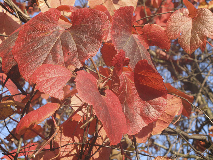 Виноград амурский