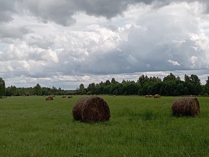 Открытие грибного сезона в д. Чернятино Клинского района (фото В.Молодцова, лето, 2025)