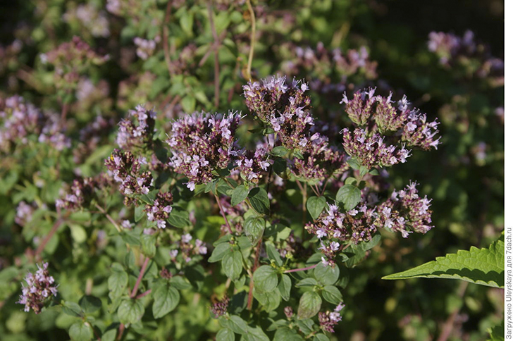 Душица обыкновенная хороша в различных безалкогольных напитках. Фото автора