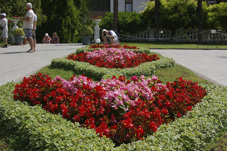 Четкие линии плектрантусов. Фото автора