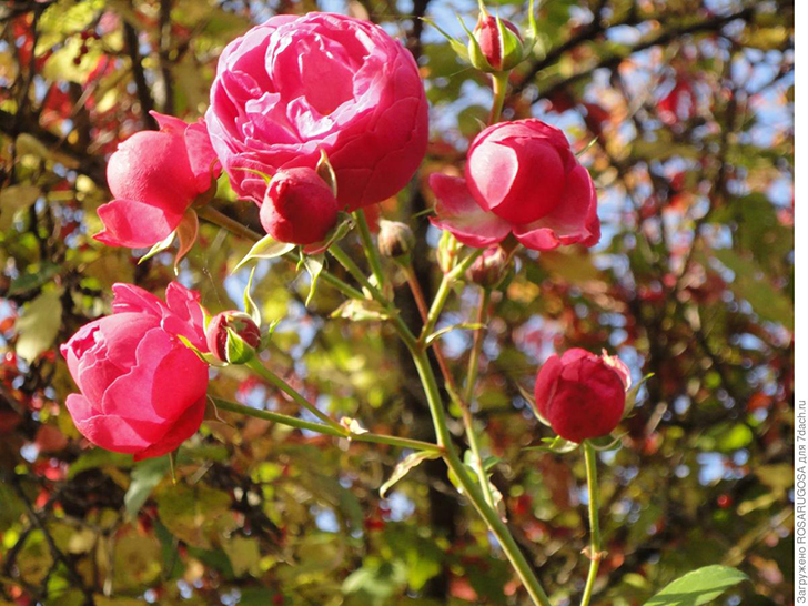 Теплым бабьим летом розы цветут до снега. Фото автора