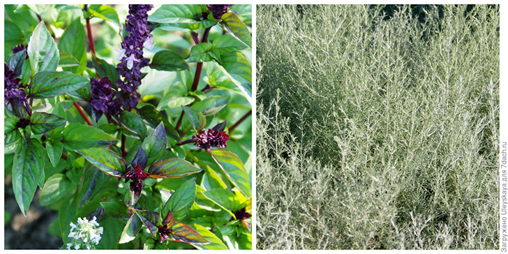 Базилик и полынь отпугивают мух, москитов. Фото автора