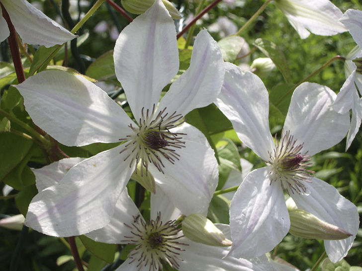 Клематис ‘Forever Friends’ (‘Форевер Френдс’)