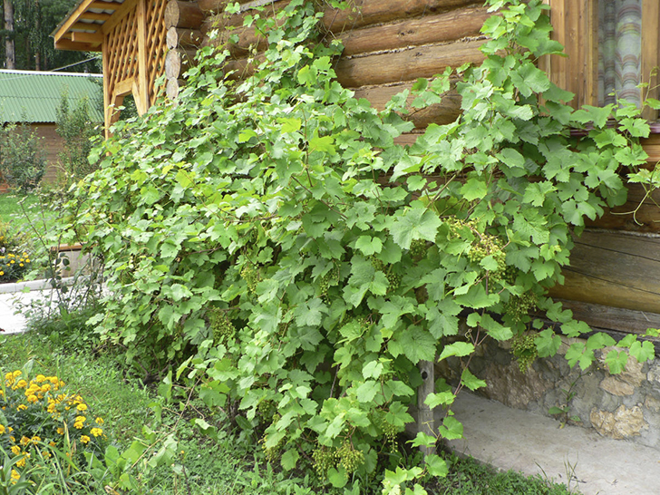 Лучшее место для винограда — вдоль южной стены дома