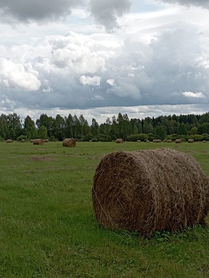 Открытие грибного сезона в д. Чернятино Клинского района (фото В.Молодцова, лето, 2025)